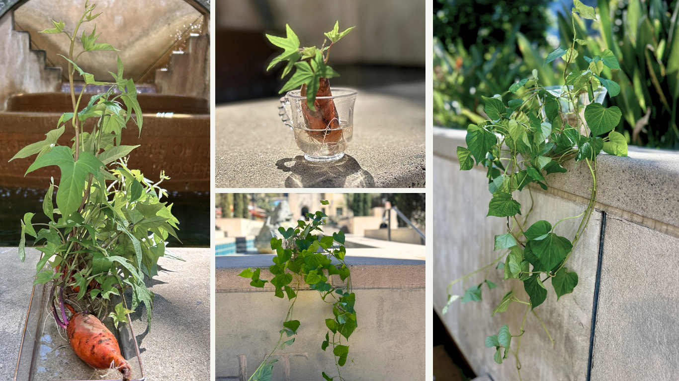 Sweet Pot LA plants in Los Angeles