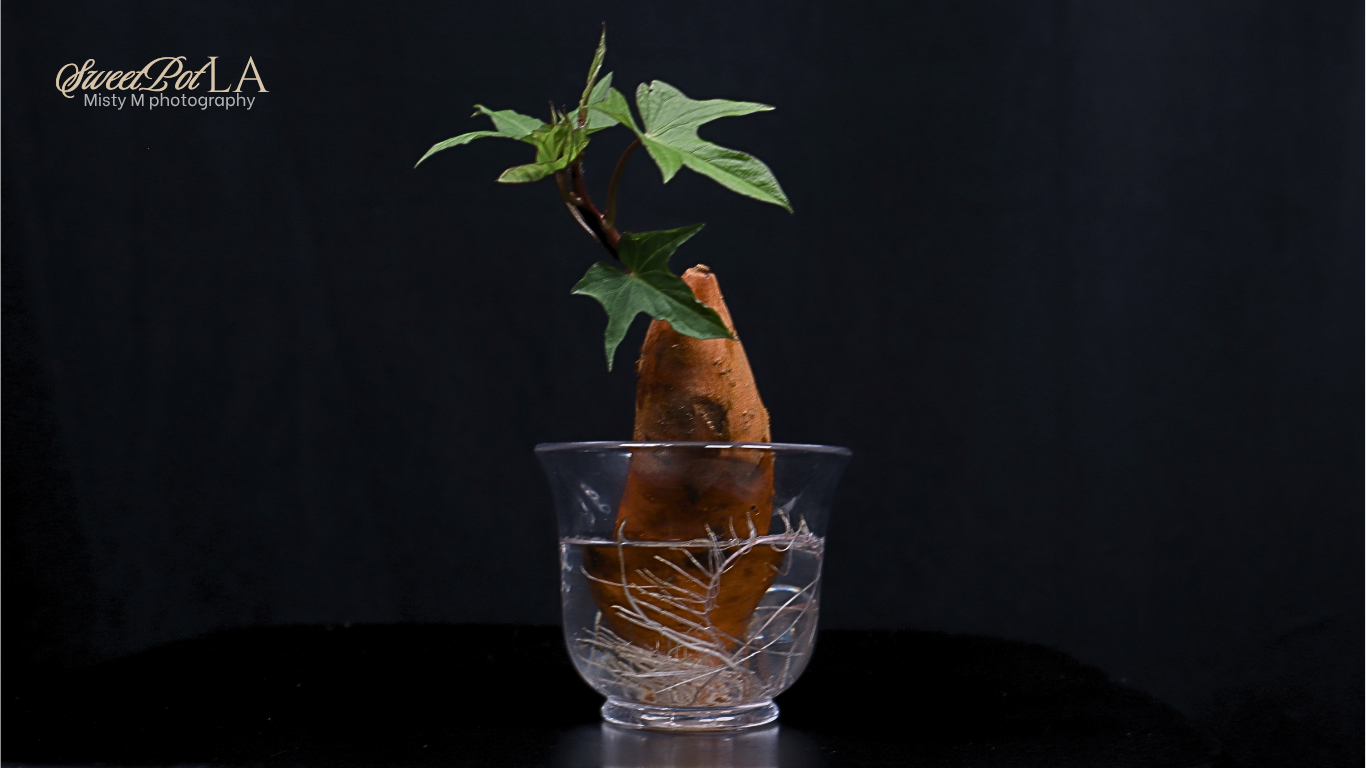 Small Sweet in glass vessel