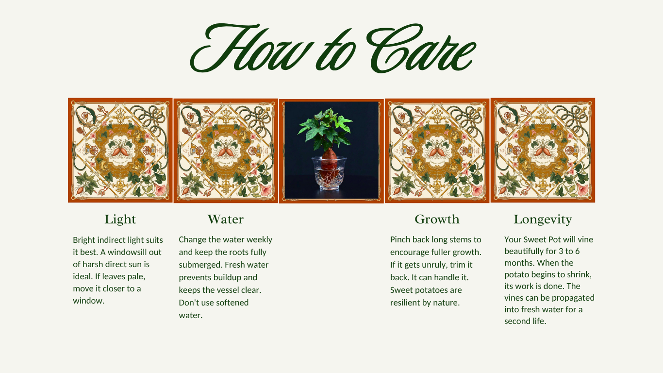 Sweet Pot LA botanical illustration